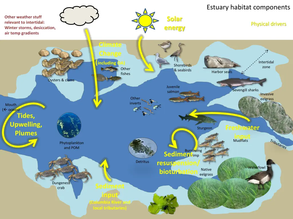 estuary habitat components 1