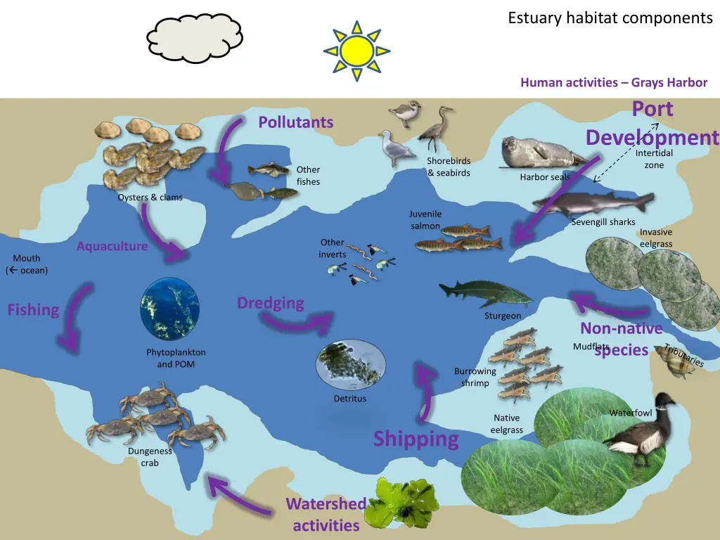 estuary habitat components 2