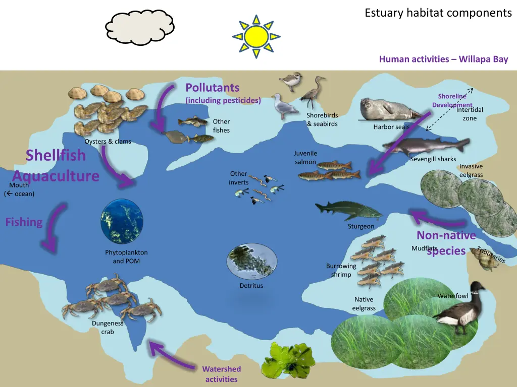 estuary habitat components 3