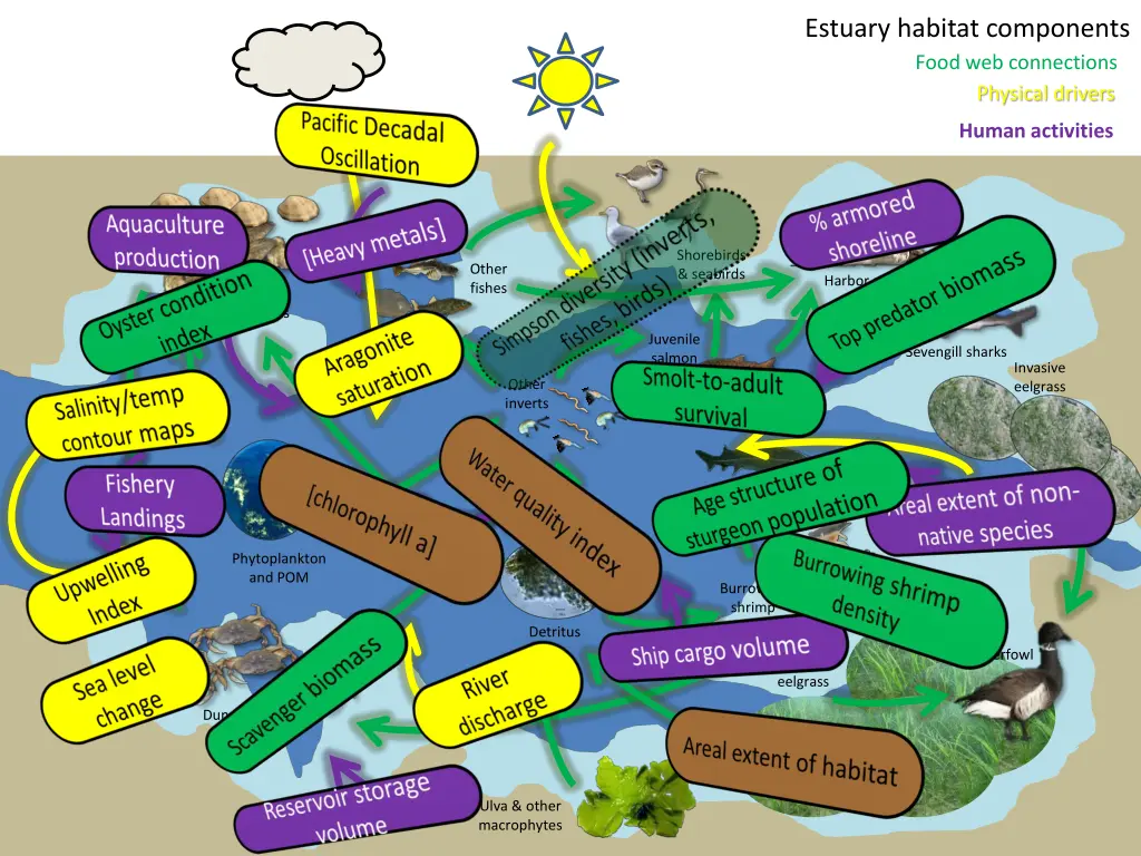 estuary habitat components food web connections 1