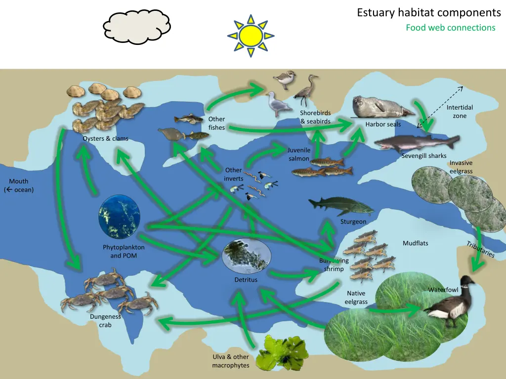 estuary habitat components food web connections