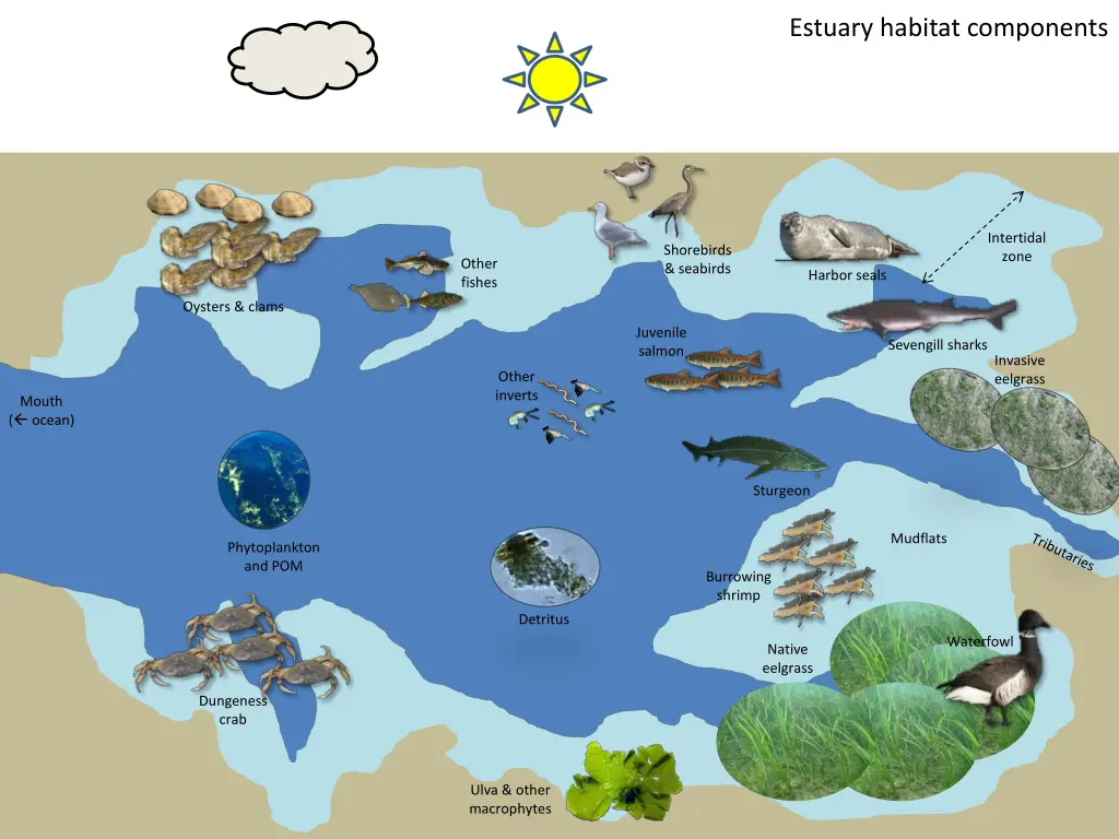 estuary habitat components