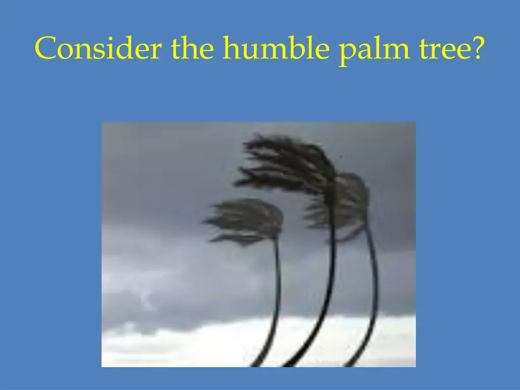 consider the humble palm tree