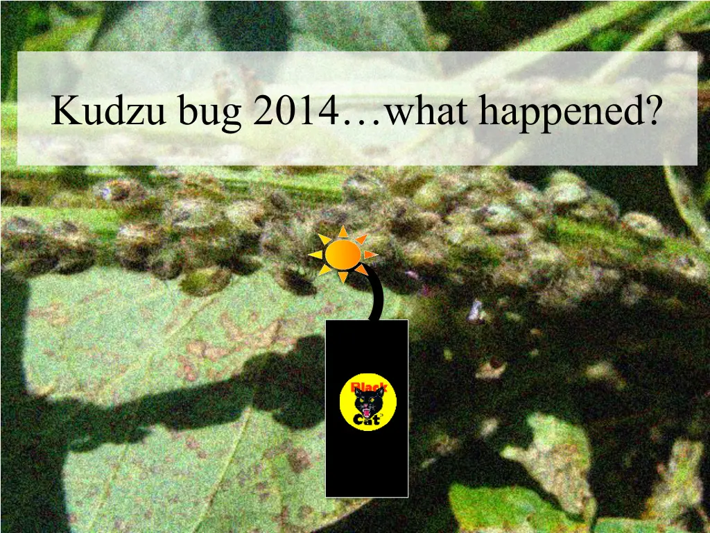 kudzu bug 2014 what happened