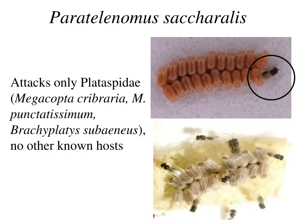 paratelenomus saccharalis