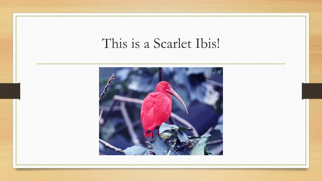 this is a scarlet ibis