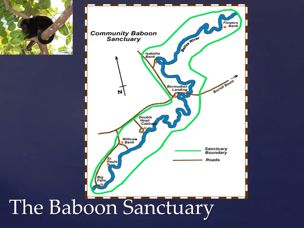 the baboon sanctuary