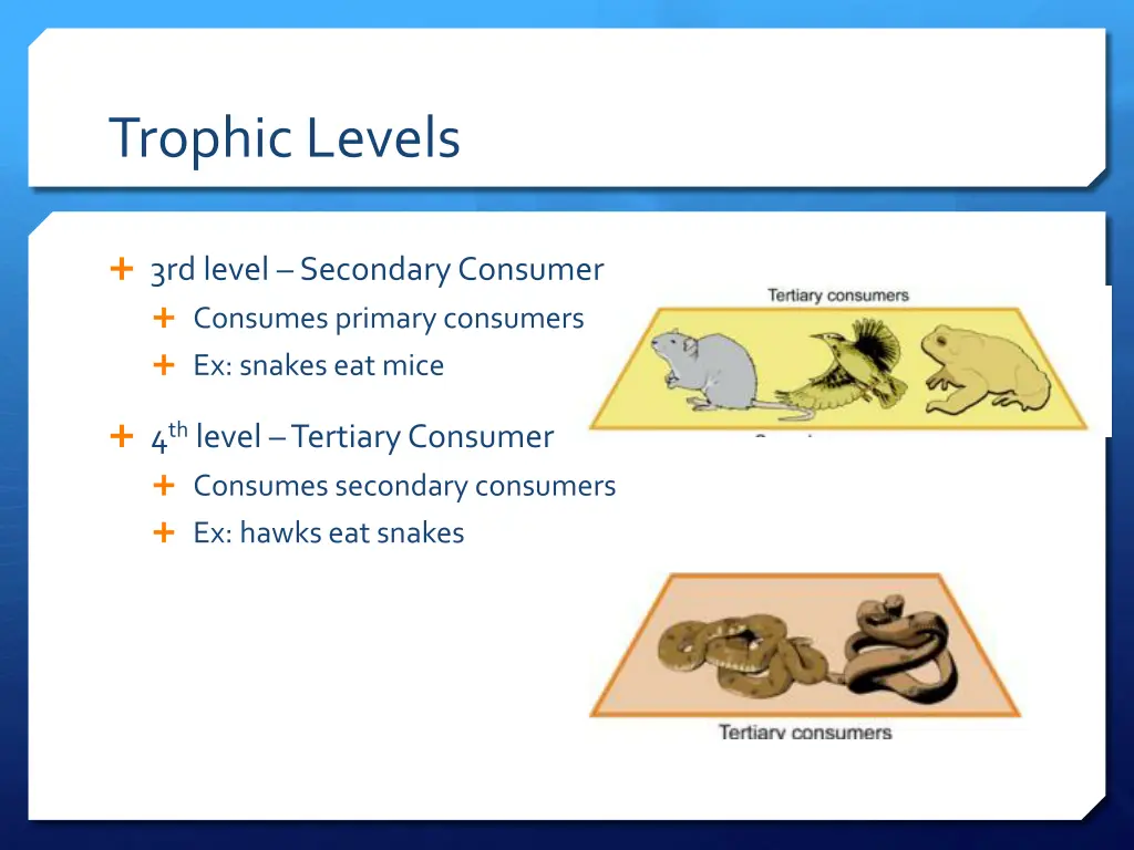 trophic levels 1