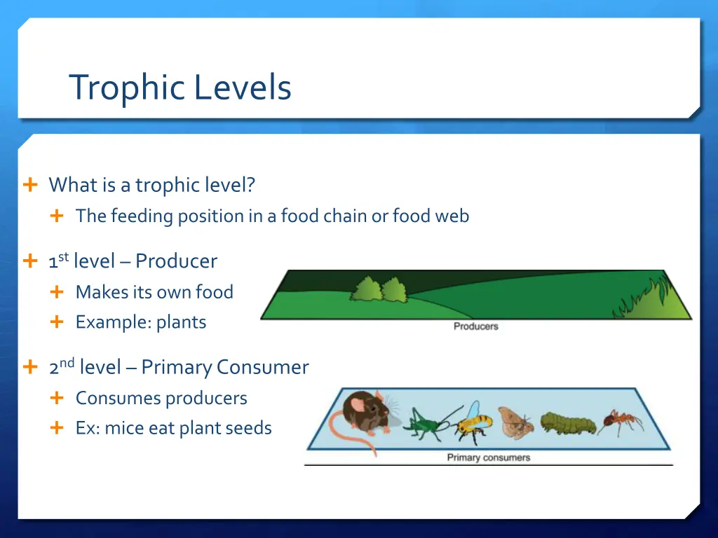 trophic levels