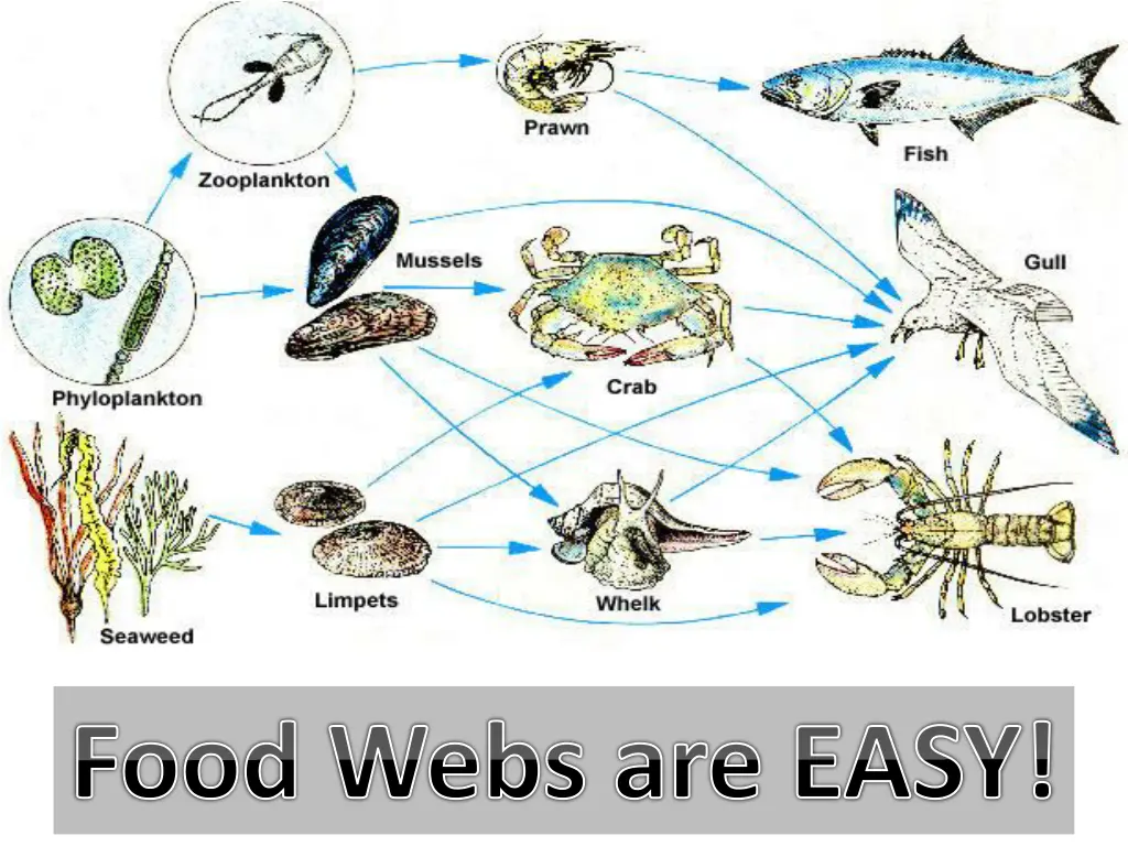 food webs are easy