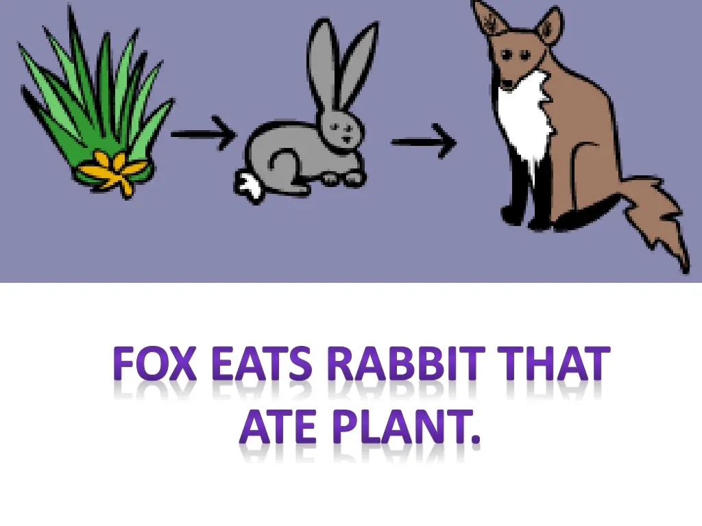 fox eats rabbit that ate plant