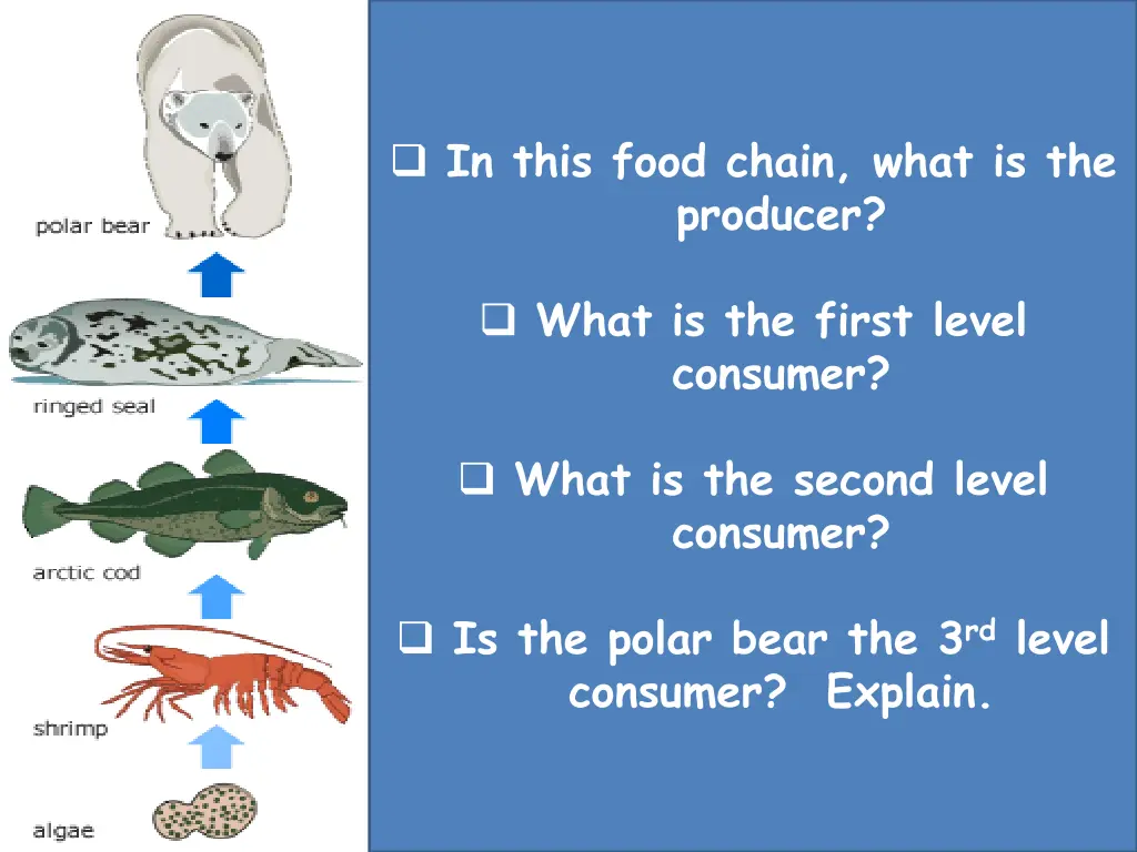 in this food chain what is the producer