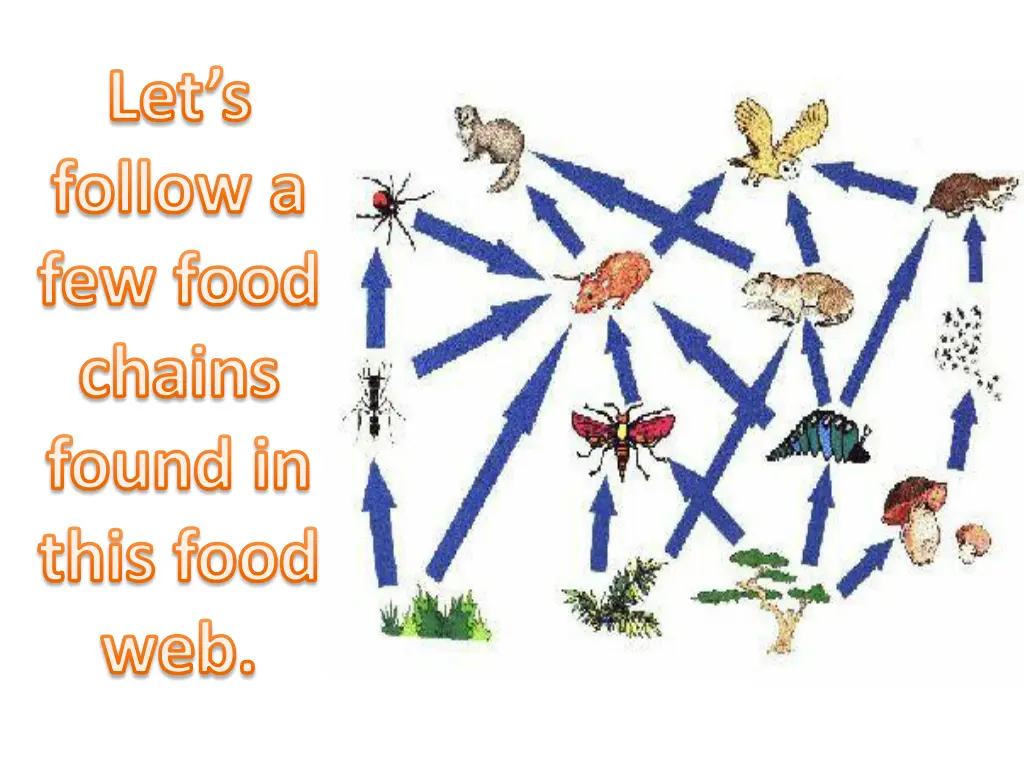 let s follow a few food chains found in this food