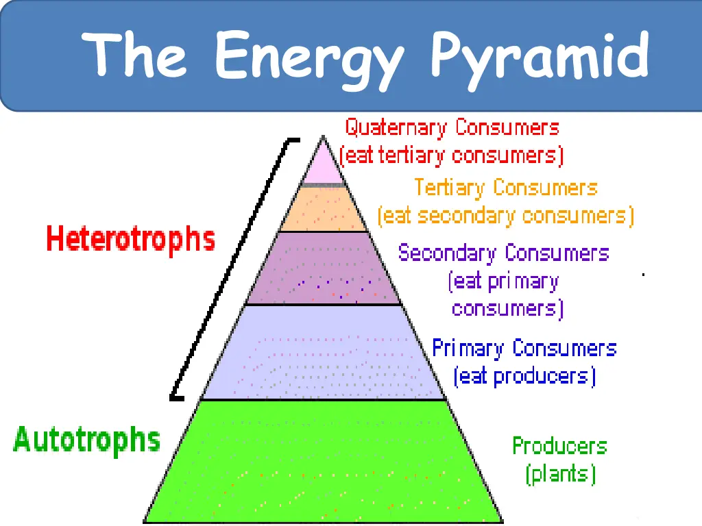 the energy pyramid