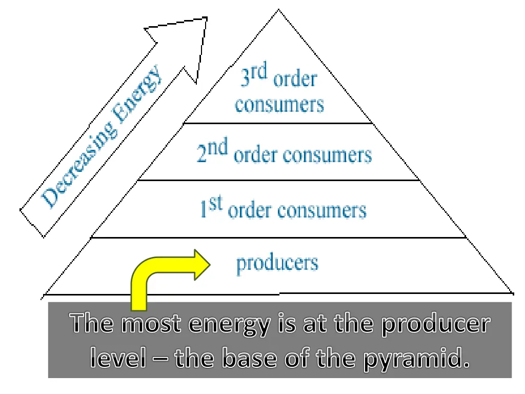 the most energy is at the producer level the base