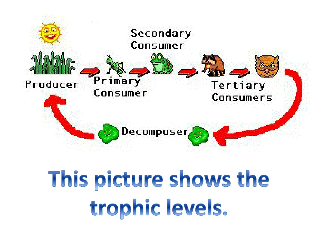 this picture shows the trophic levels