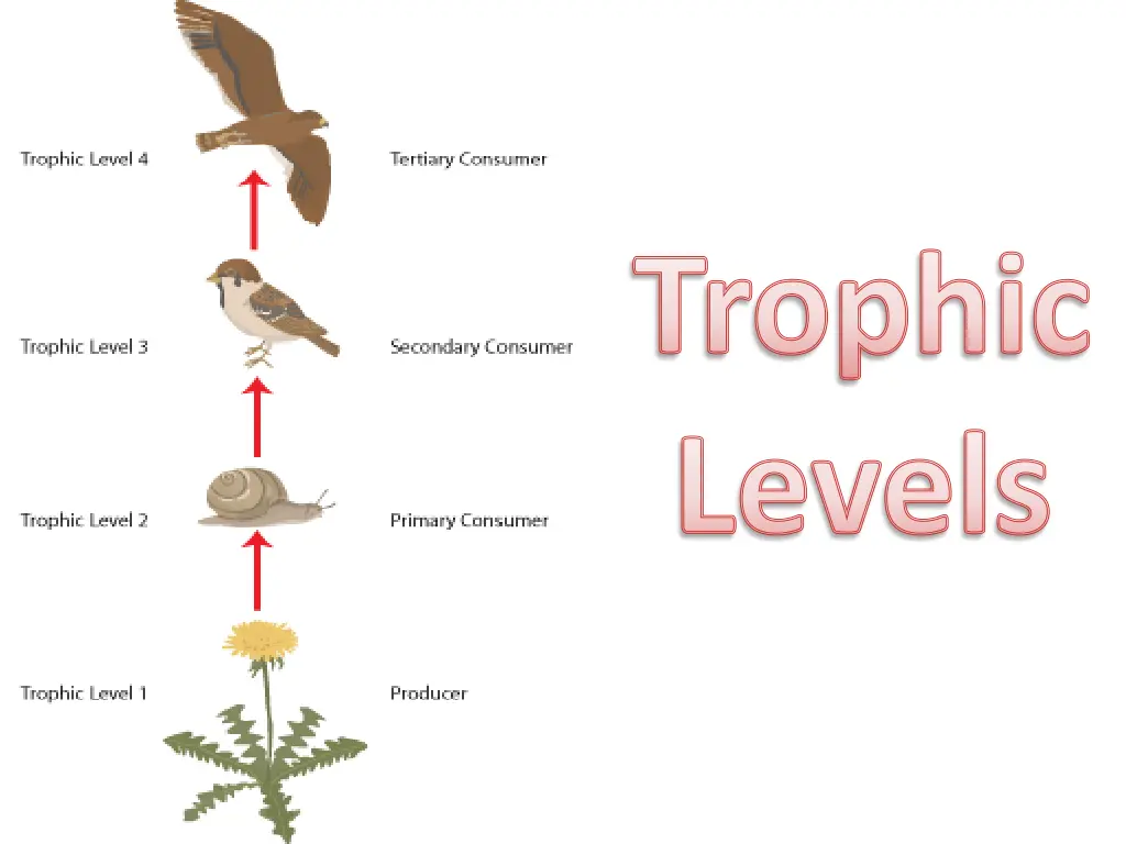 trophic levels