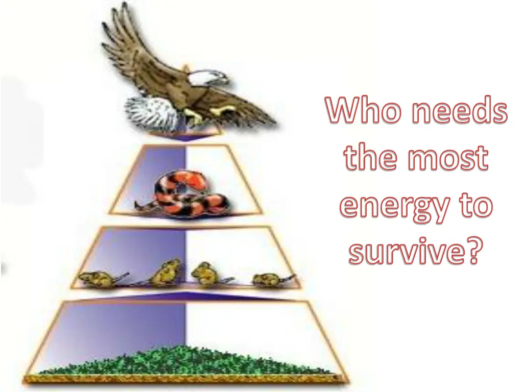 who needs the most energy to survive