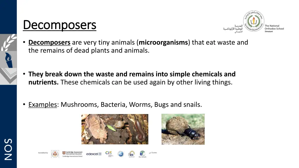 decomposers decomposers