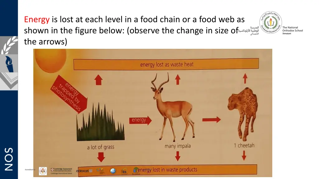 energy is lost at each level in a food chain