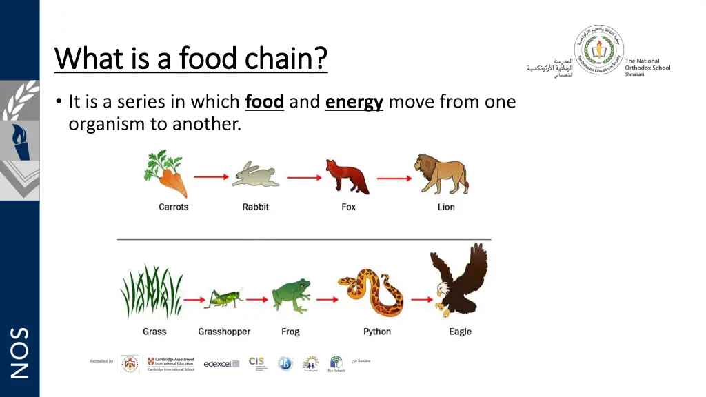 what is a food chain what is a food chain