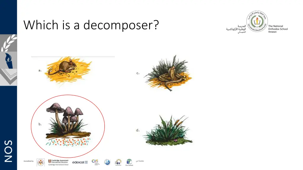 which is a decomposer