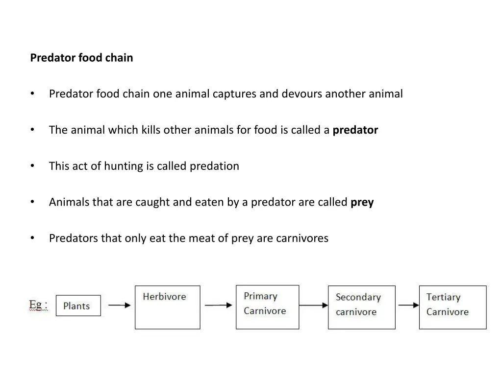 predator food chain