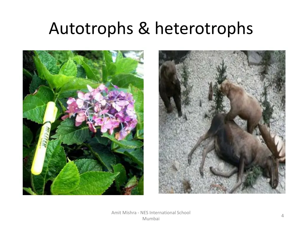 autotrophs heterotrophs