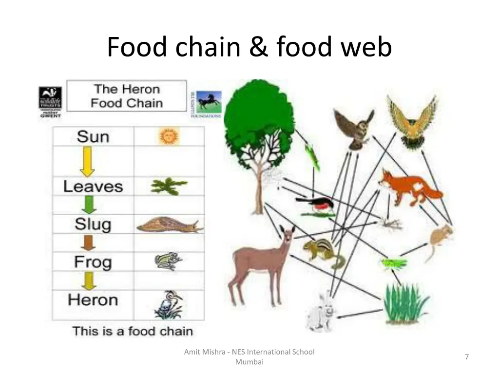 food chain food web