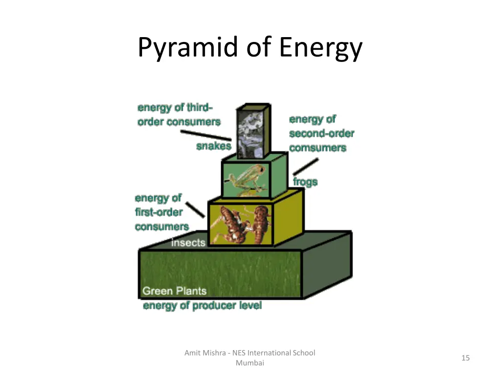 pyramid of energy 1