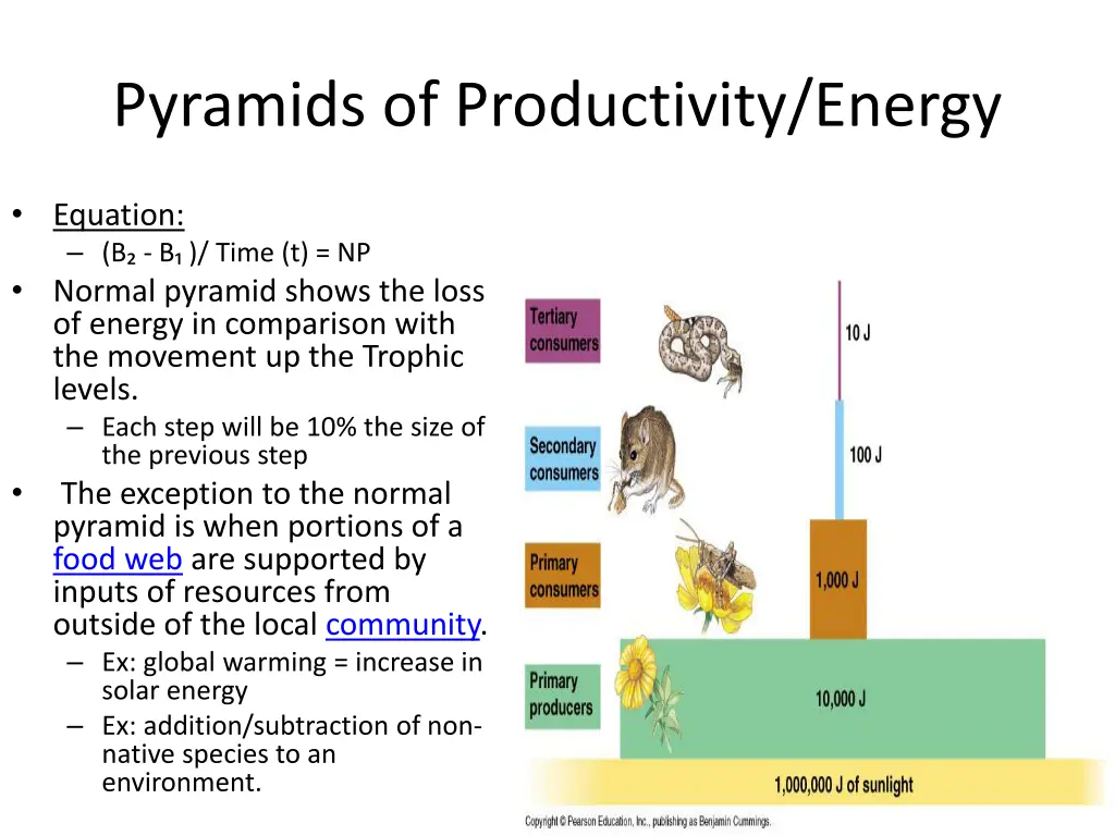 pyramids of productivity energy