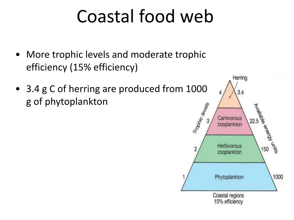 coastal food web