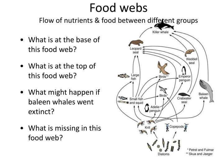 food webs