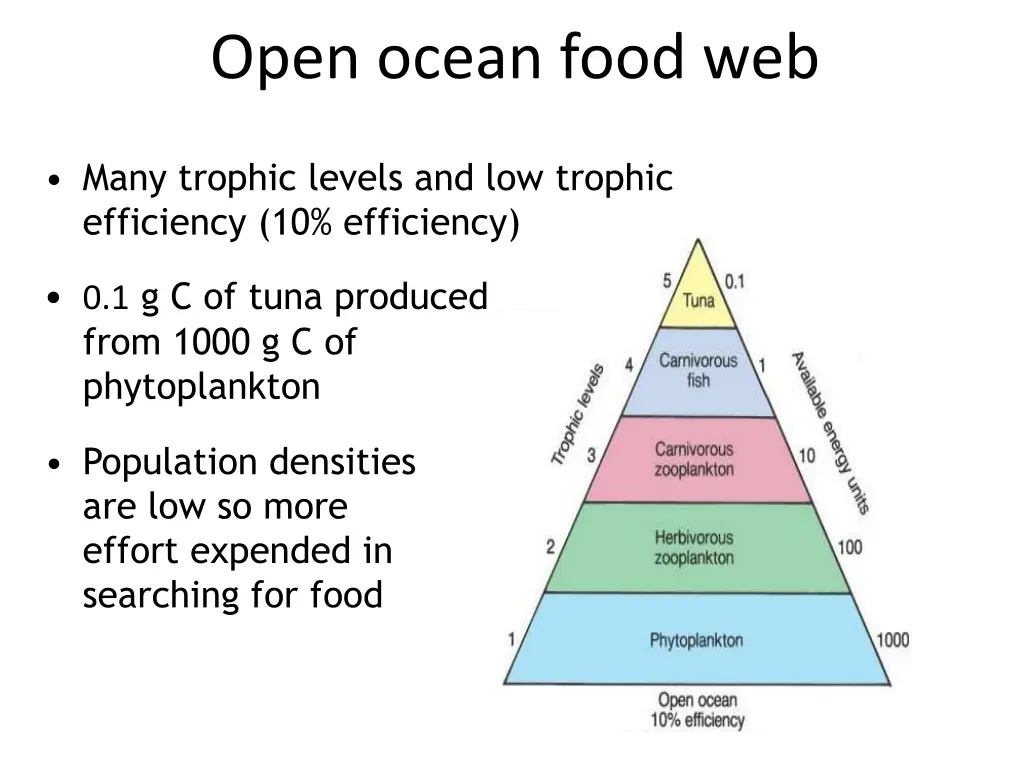 open ocean food web