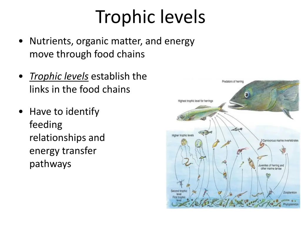 trophic levels