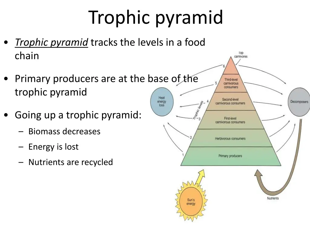 trophic pyramid