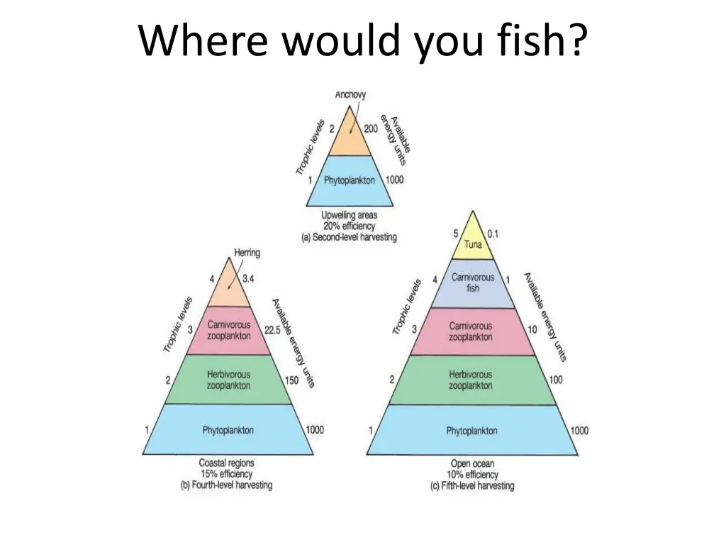 where would you fish