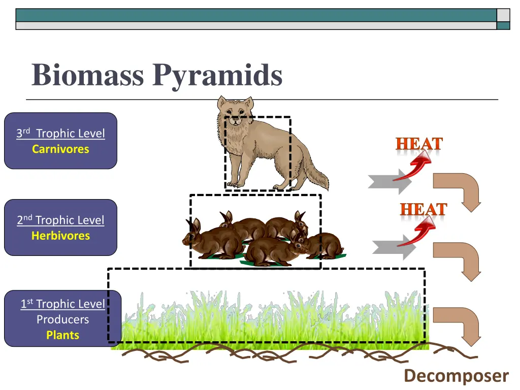 biomass pyramids 1