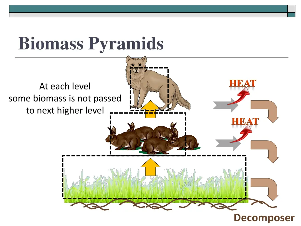 biomass pyramids 2