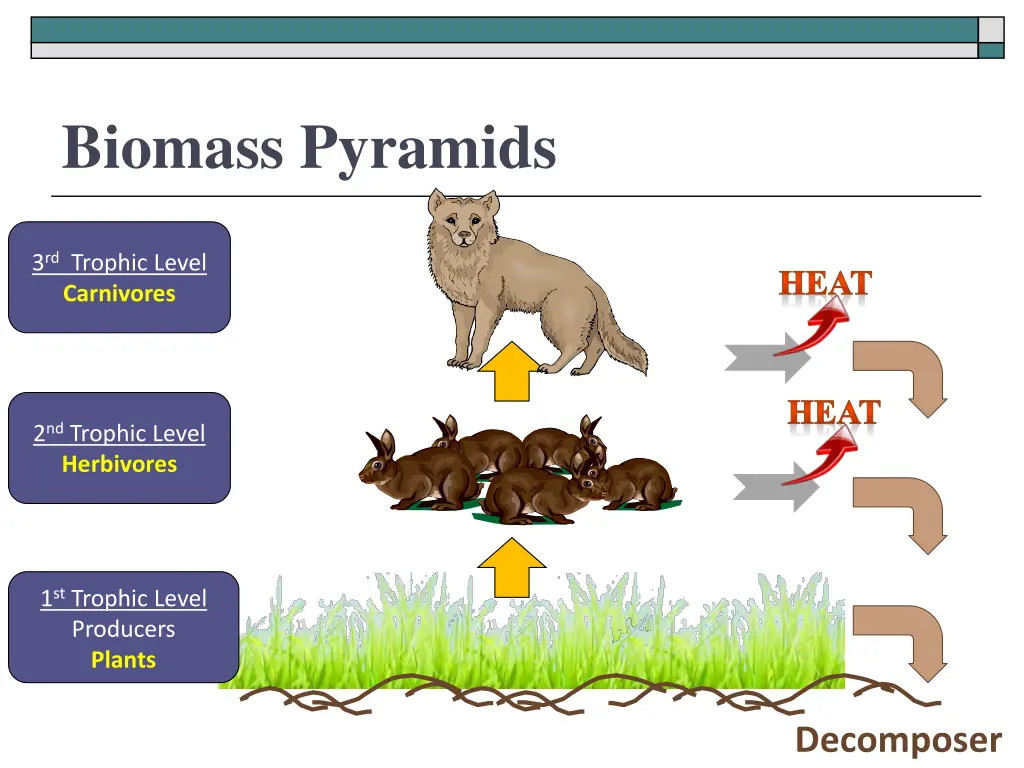 biomass pyramids