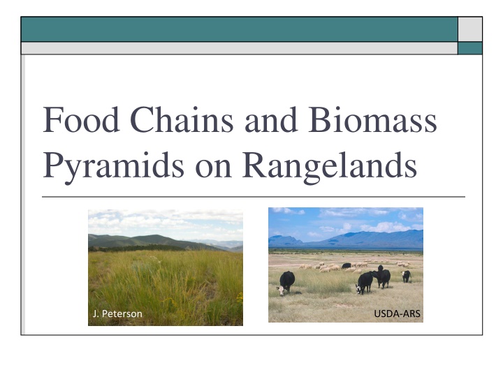 food chains and biomass pyramids on rangelands