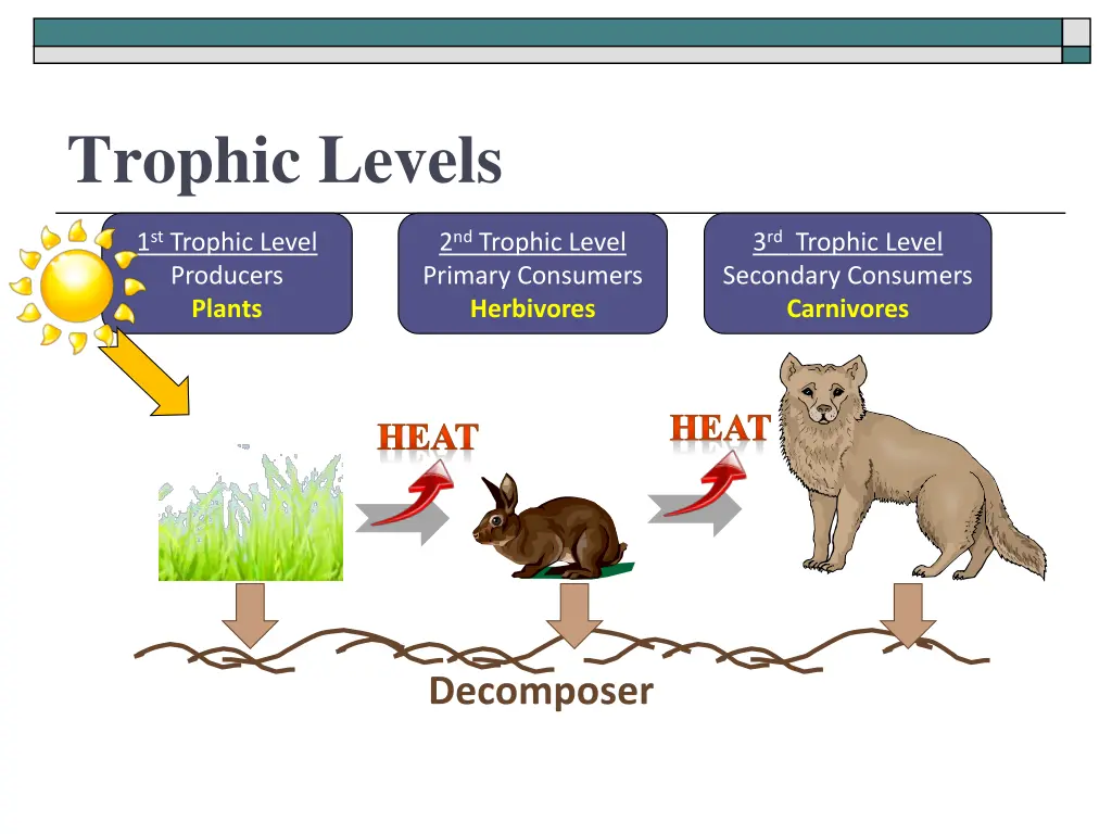 trophic levels 1