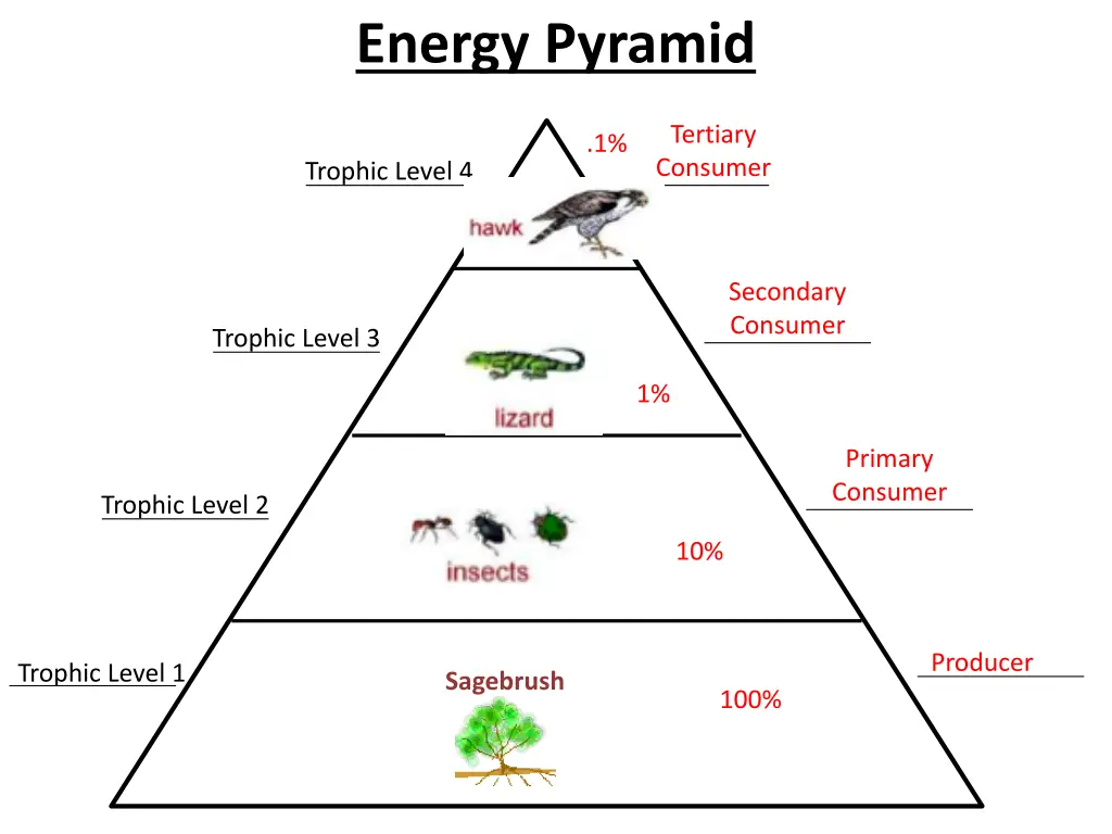 energy pyramid