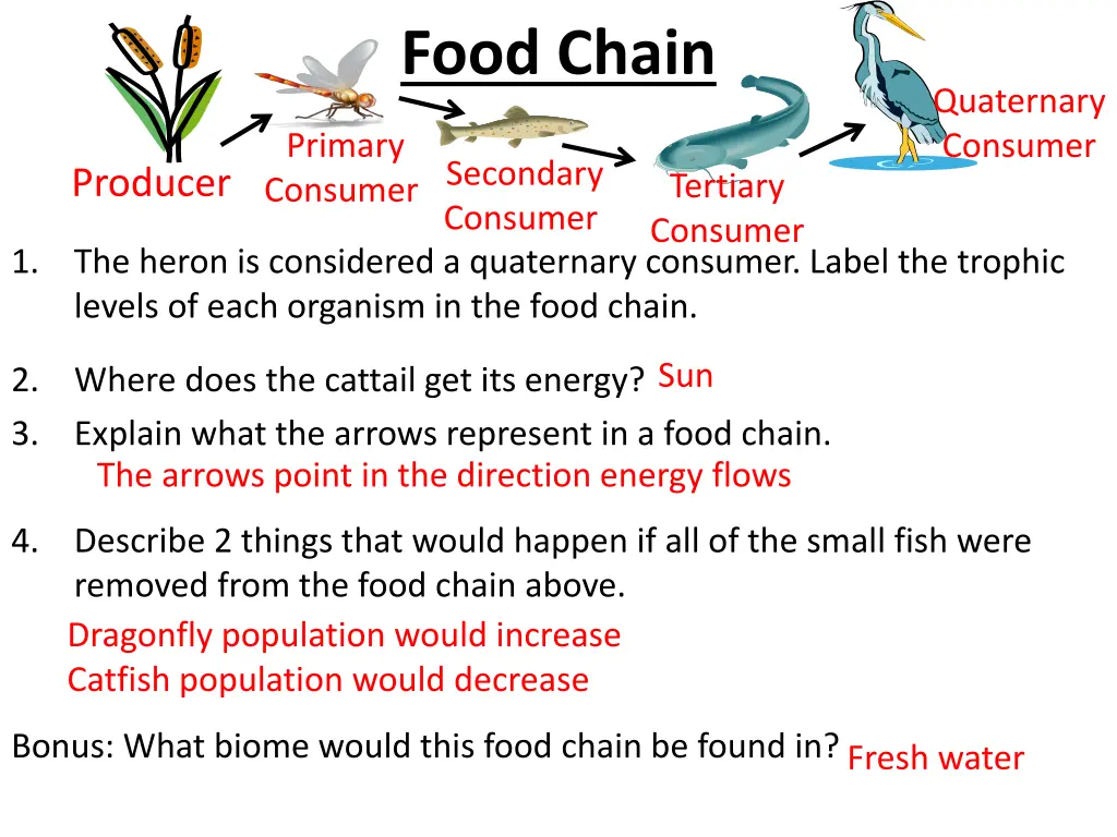 food chain