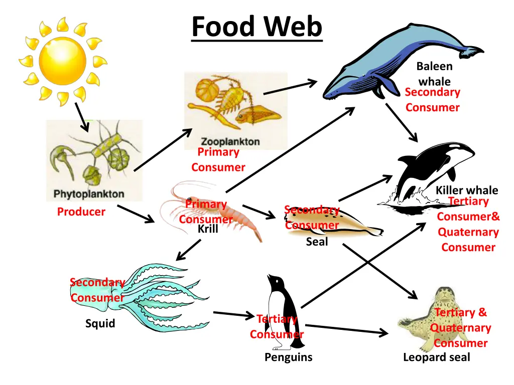 food web 2