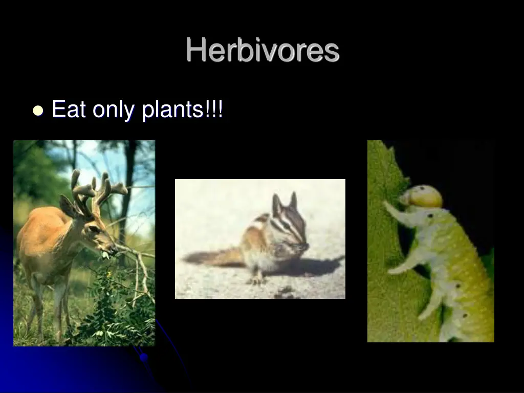 herbivores