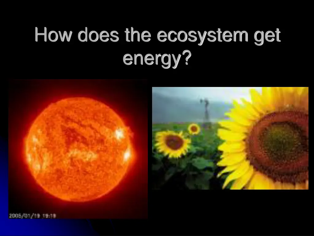 how does the ecosystem get energy