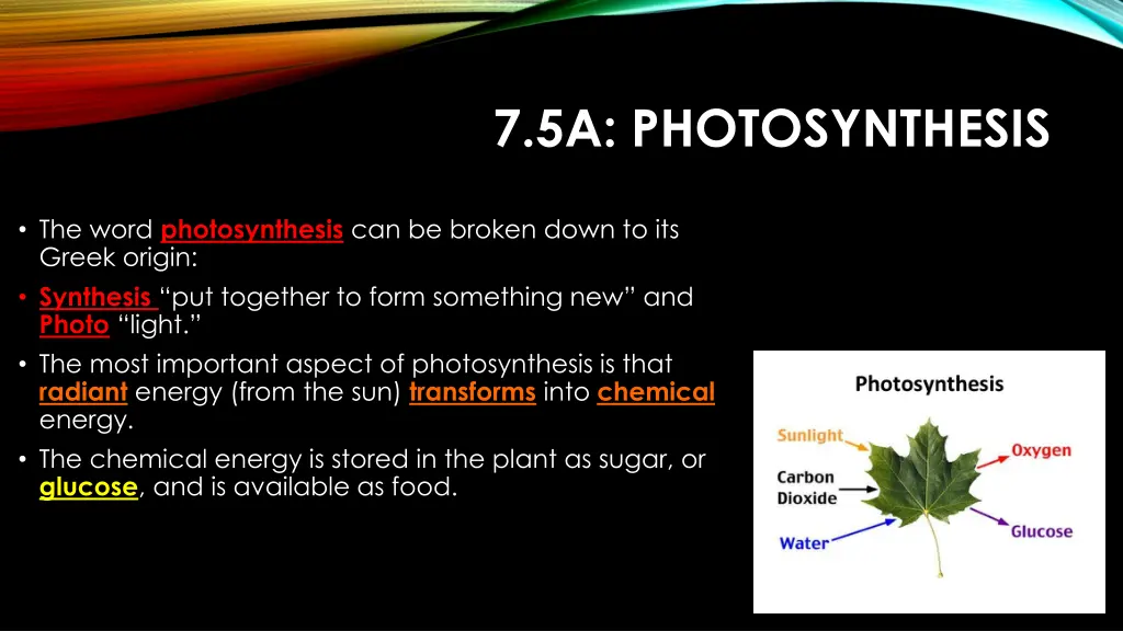 7 5a photosynthesis