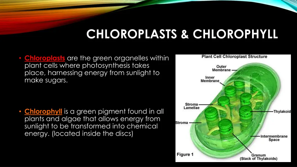 chloroplasts chlorophyll