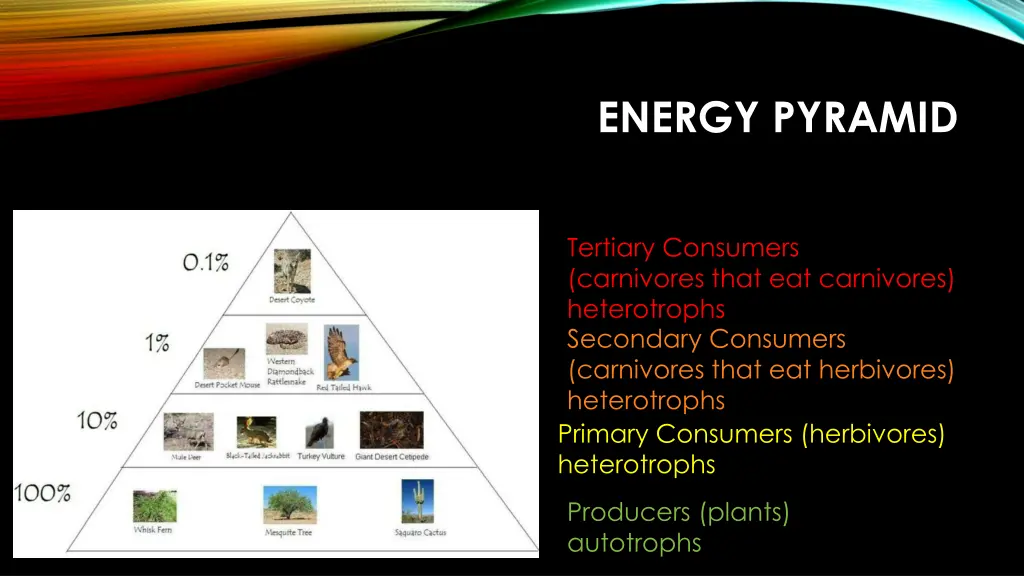 energy pyramid